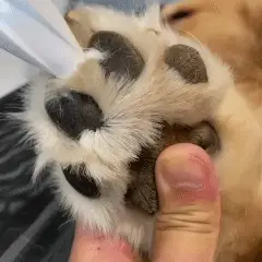 Tiktrove™ Electric Fur Trimmer - Image 2