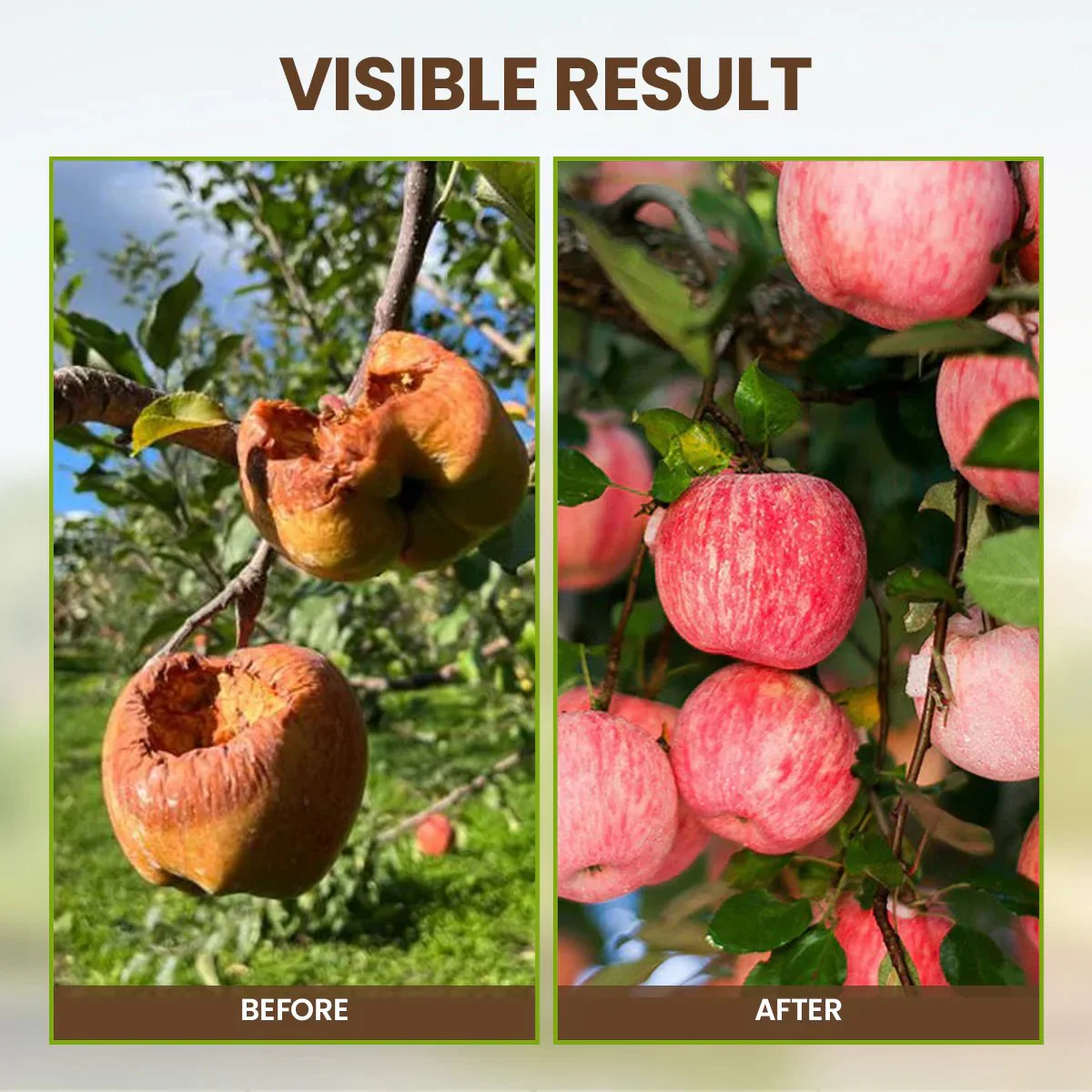 🔥Seasonal Promotion🔥-Soil Pro Activator - Image 4