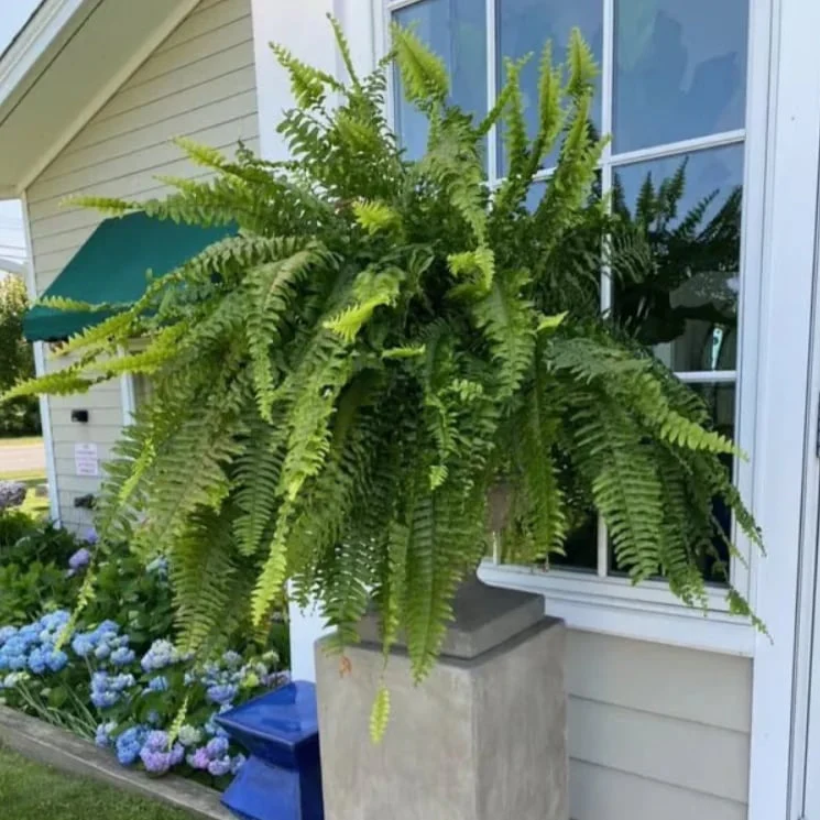 🌿UV Resistant Lifelike Artificial Boston Fern - Image 10