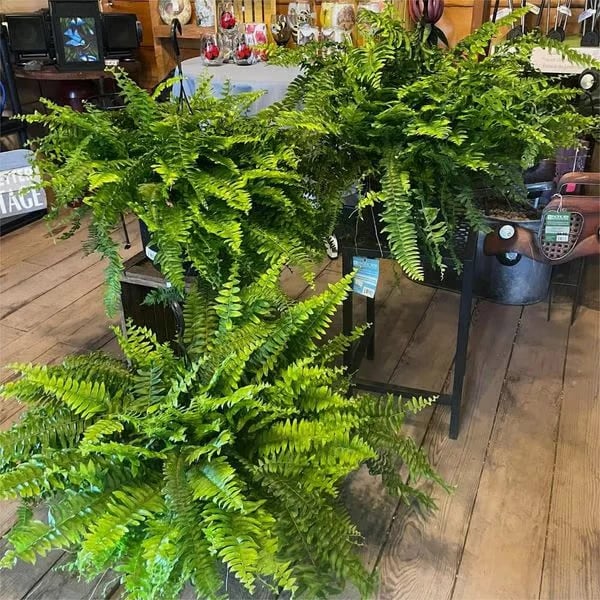 🌿UV Resistant Lifelike Artificial Boston Fern - Image 9